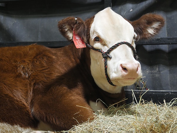 North American Livestock Expo